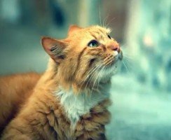 Кошка из Красноярска спасла своего хозяина от гибели, но сама не выжила
