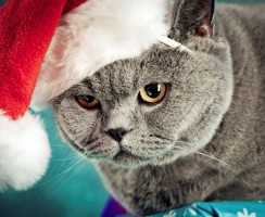 Новогодние котики поделятся с вами праздничным настроением