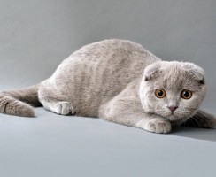 Британская вислоухая кошка: реальность или миф