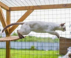 Кошачий вольер в квартире или загородном доме: как выбрать или сделать своими руками