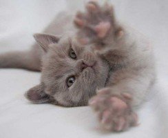 Как адаптировать котёнка к новому дому