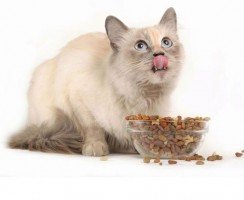 Можно ли кормить кошку только сухим кормом