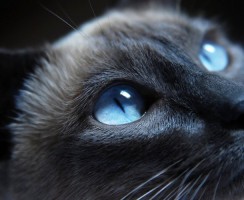 Память кошек и котов