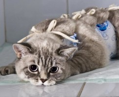 Уролекс — первая помощь при заболеваниях органов мочеполовой системы у кошек