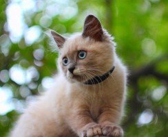 Ошейник с феромонами: особенности и предназначение