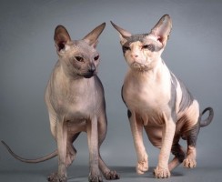Канадские и донские сфинксы: сходство и различия