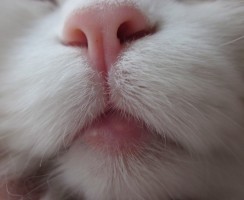 Опухла нижняя губа у кота: причины и методы лечения