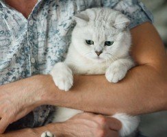 Белые британские кошки