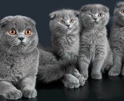 Породы британских и шотландских кошек: общие черты и отличия