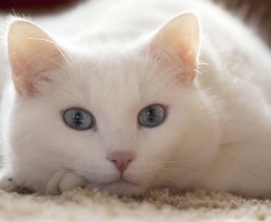 Какое имя выбрать для белой кошки