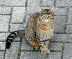 Редкие заболевания у кошек: что такое эозинофильная гранулёма и как от неё избавиться