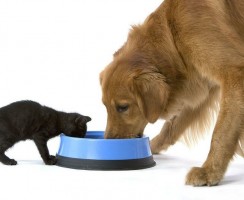 Можно ли давать кошке собачий корм