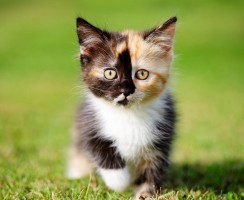 Как назвать трёхцветную кошку или кота: разные варианты выбора имён