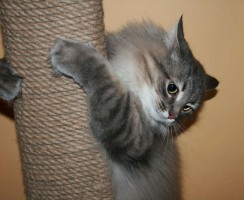 Как приучить котят и взрослых кошек к когтеточке