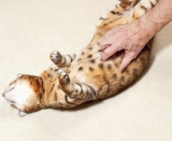 Чем опасны кошачьи укусы и что делать, если это случилось