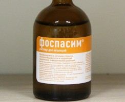 Фоспасим — первая помощь при неврозах у кошек