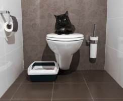 Как приучить кота к унитазу