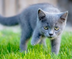 Клички для котят серого цвета