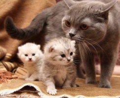 Мурчащий бизнес: как создать питомник для кошек