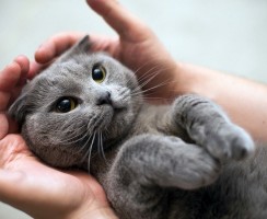 Приручение дикого котёнка к рукам: полезные советы и рекомендации