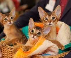 Препарат Зоокард для кошек: помощь при сердечно-сосудистых заболеваниях