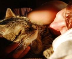 Почему коты и кошки спят на своих хозяевах: мистическое и научное объяснение