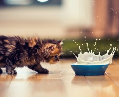 Лактобифид: пусть у котиков не болят животики