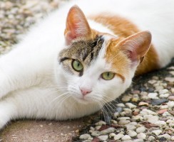 Гингивит у кошек: болезнь или симптом