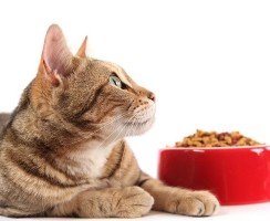 Кошка отказывается от сухого корма