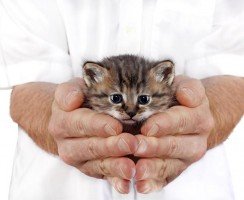 Как правильно держать кота, кошку и котёнка