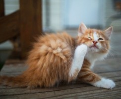 Дерматит у кошек: дело не только в коже