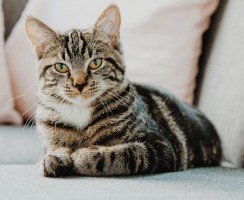 Почему кот метит территорию и как его быстро отучить от этого