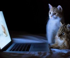 Компьютерные и мобильные игры для кошек: особенности и разновидности