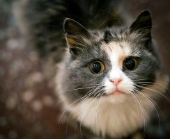 Понимают ли кошки человеческую речь