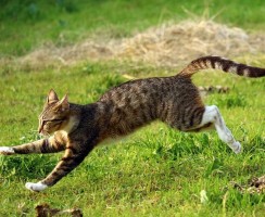 Отпугиватели котов для дома и двора: обзор готовых изделий и инструкция, как сделать самим