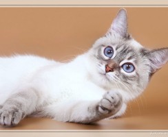 Тайские кошки окраса сил-тебби-пойнт