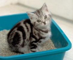 Как быстро приучить котёнка к лотку