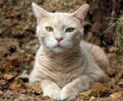 Акне у кошек: выявление, диагностика и лечение