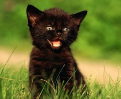 Как назвать чёрного кота или кошку