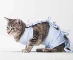 Лапароскопическая стерилизация кошек