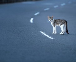 Как пережить смерть кота