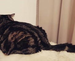 Кот обиделся: как найти с ним общий язык и помириться