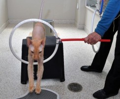 Дрессировка кошек: готовим домашнего артиста