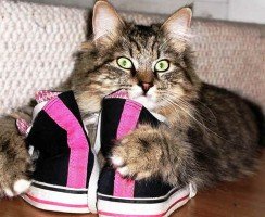 Как вывести запах кошачьей мочи с одежды, обуви, ковров или мягкой мебели