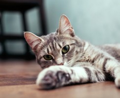 Кастрация кота: как проводится операция