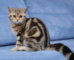 Мраморный окрас у британских кошек: история появления и особенности ухода