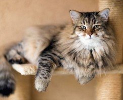 Какие обезболивающие препараты применяют для лечения кошек