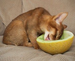 Корма экономкласса для кошек