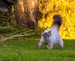 Как найти пропавшего кота