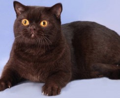 Шоколадные британцы: мимимишные плюшевые кошки